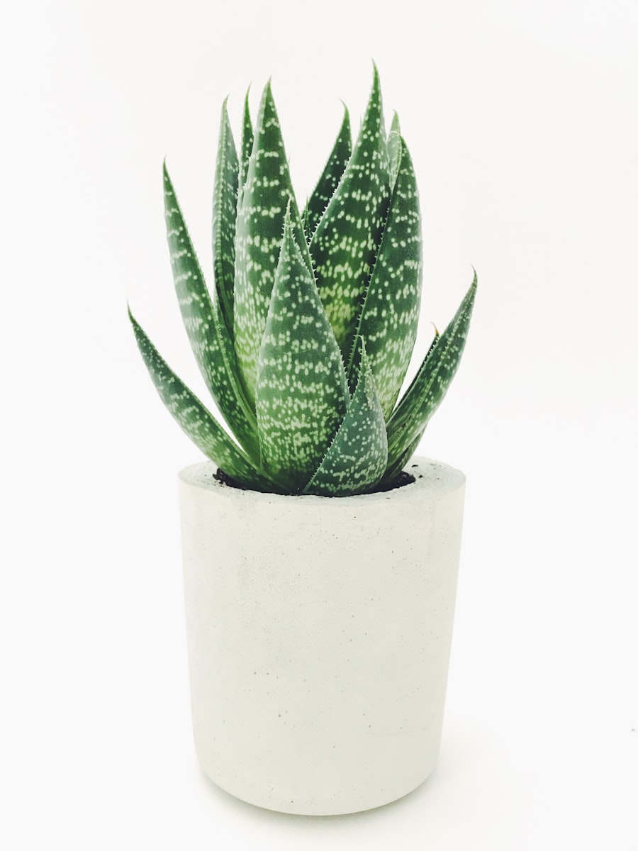 A speckled aloe in a white concrete pot
