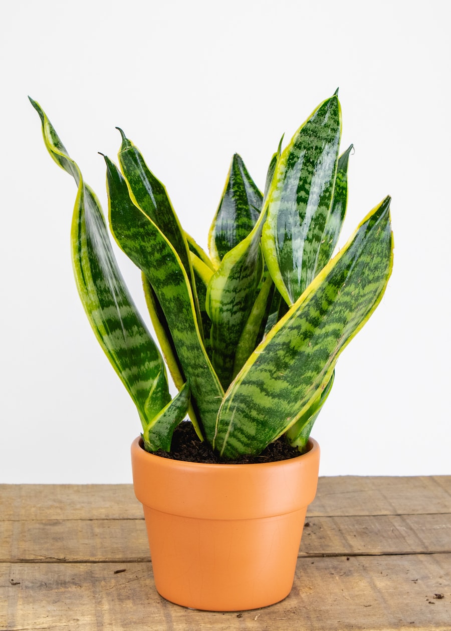 A snake plant in a terracotta pot