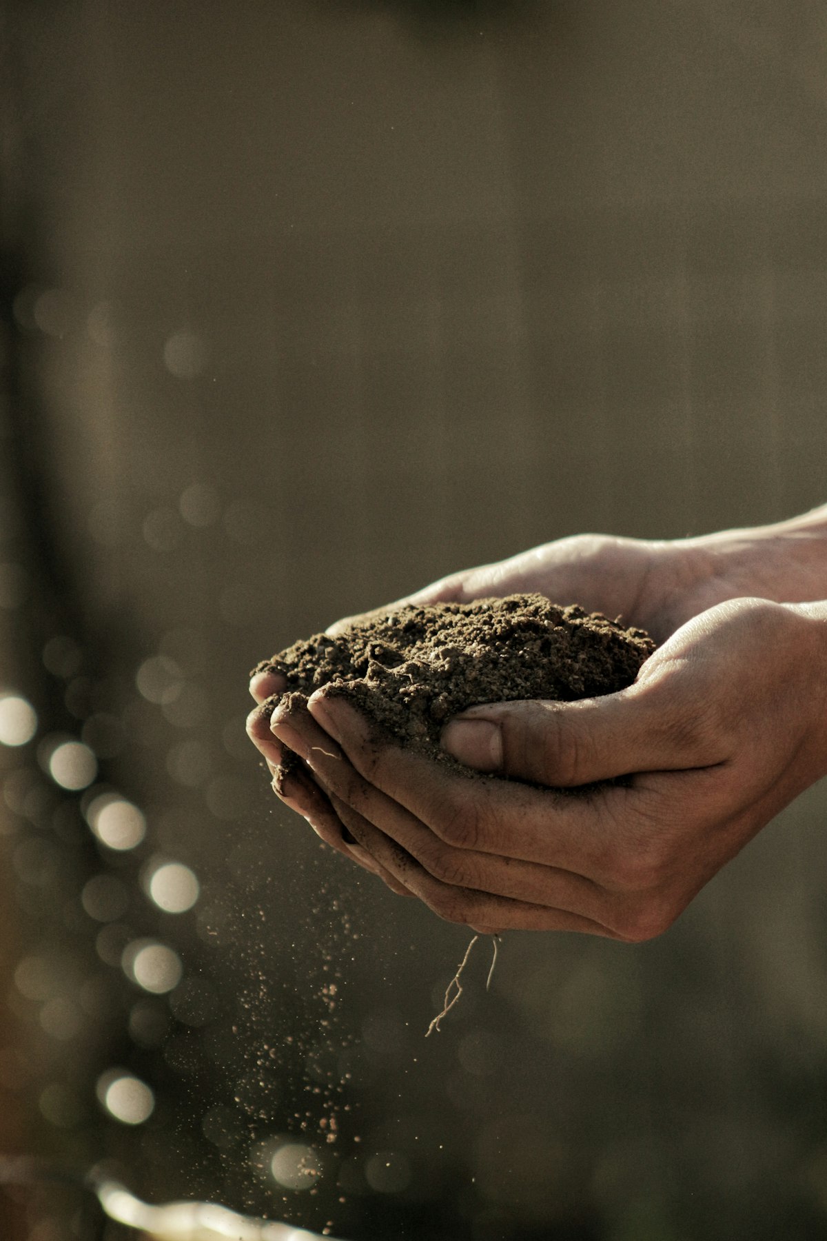 Hands holding fresh potting soil