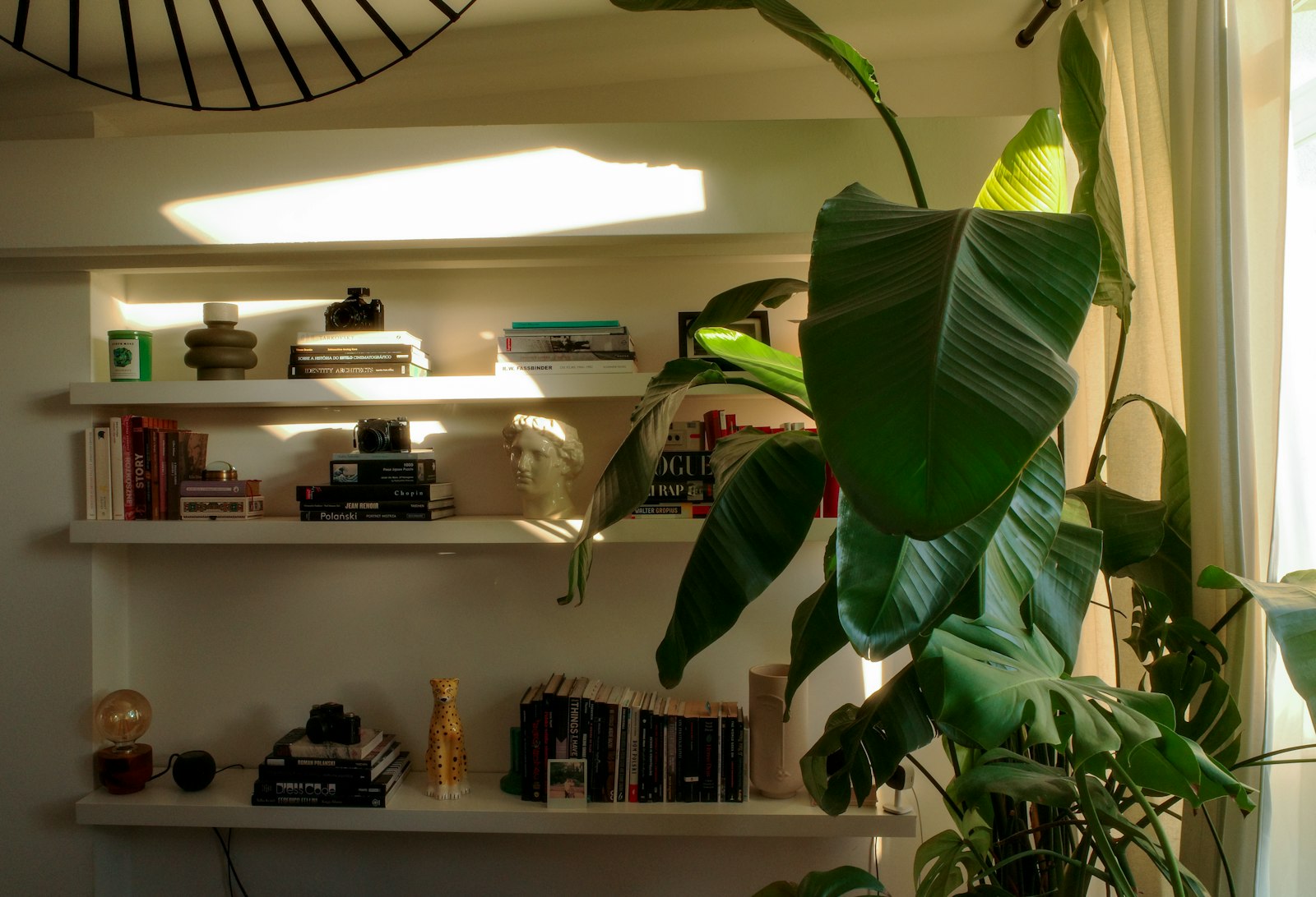 A sunlit shelf with books and green plants