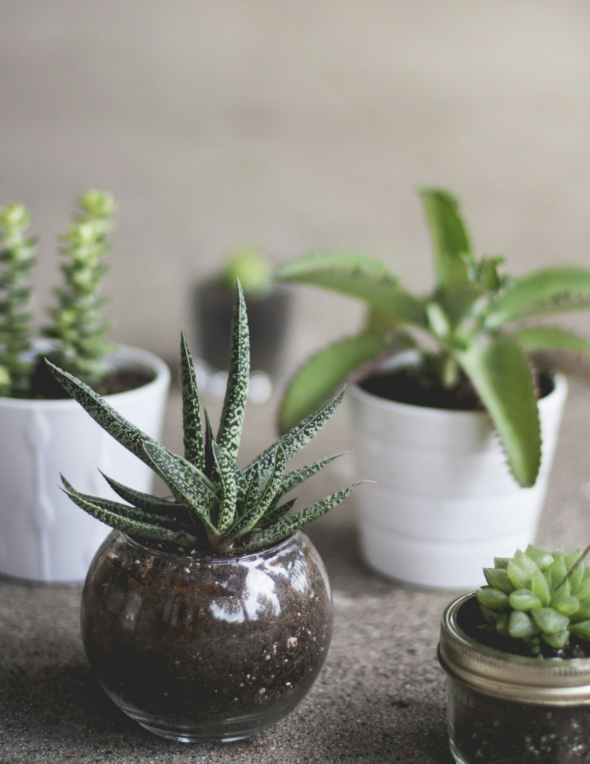 Small plants in glass jars