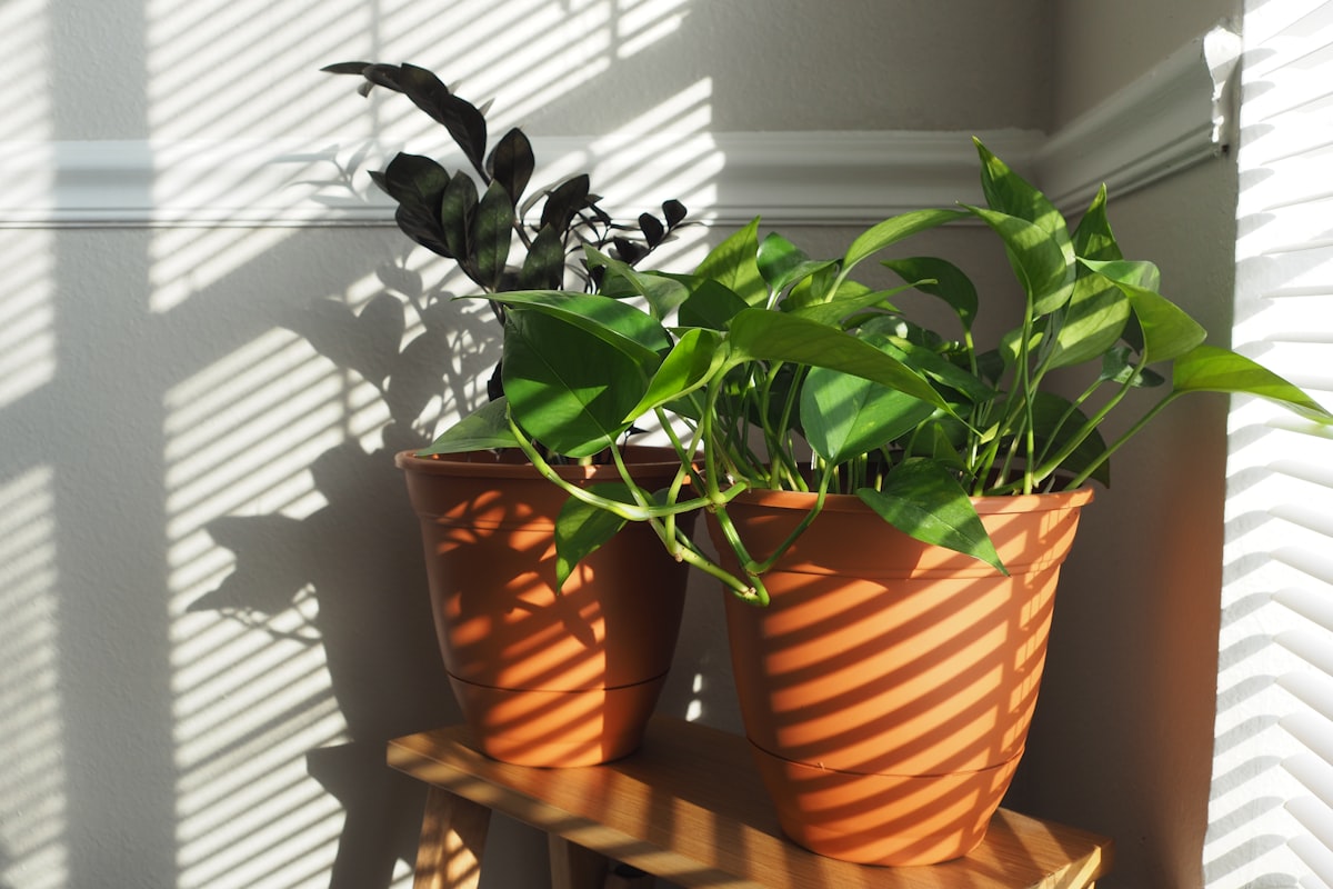 Houseplants in terracotta pots by a window