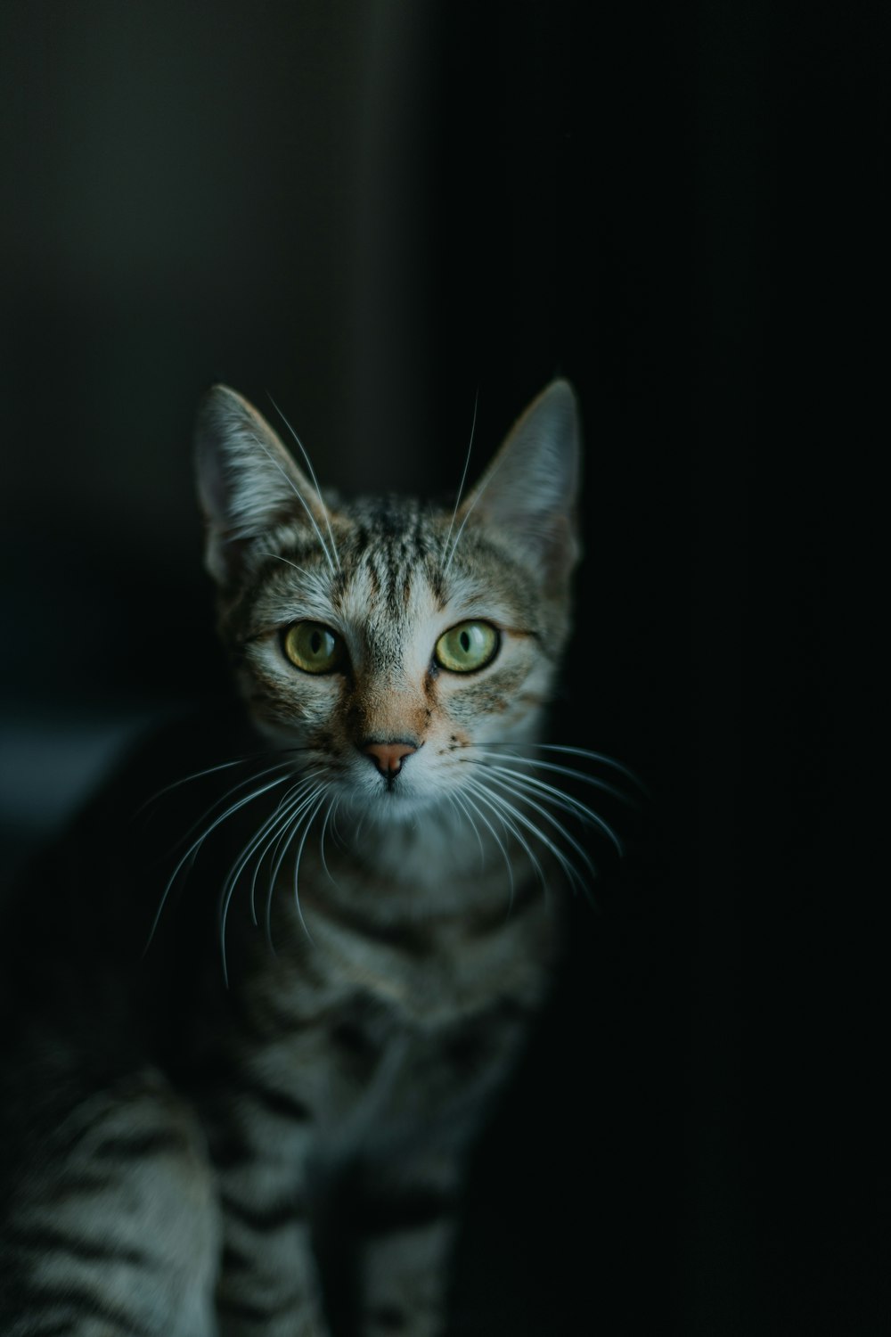 A tabby cat looking at the camera