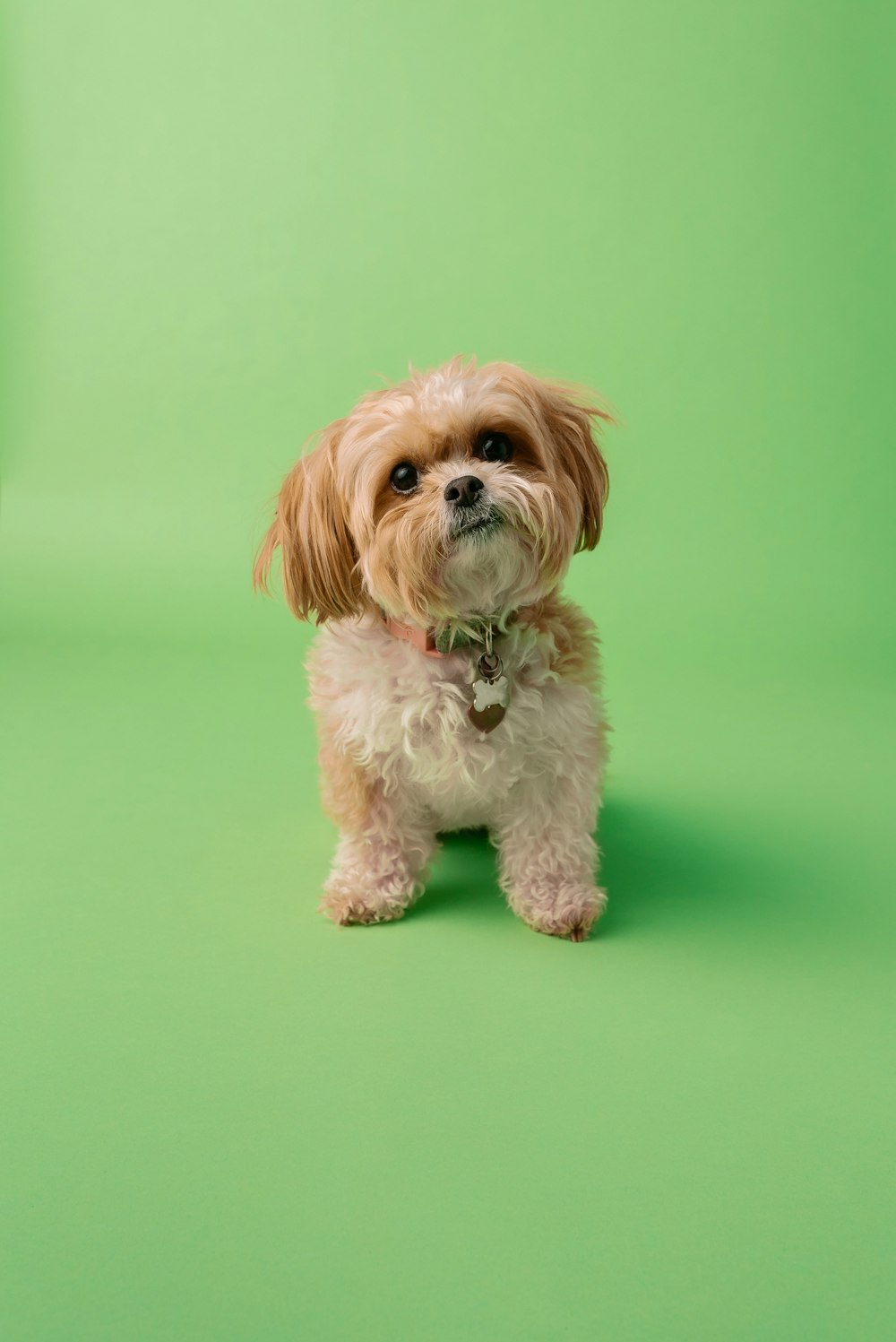 A small fluffy dog posing in a studio