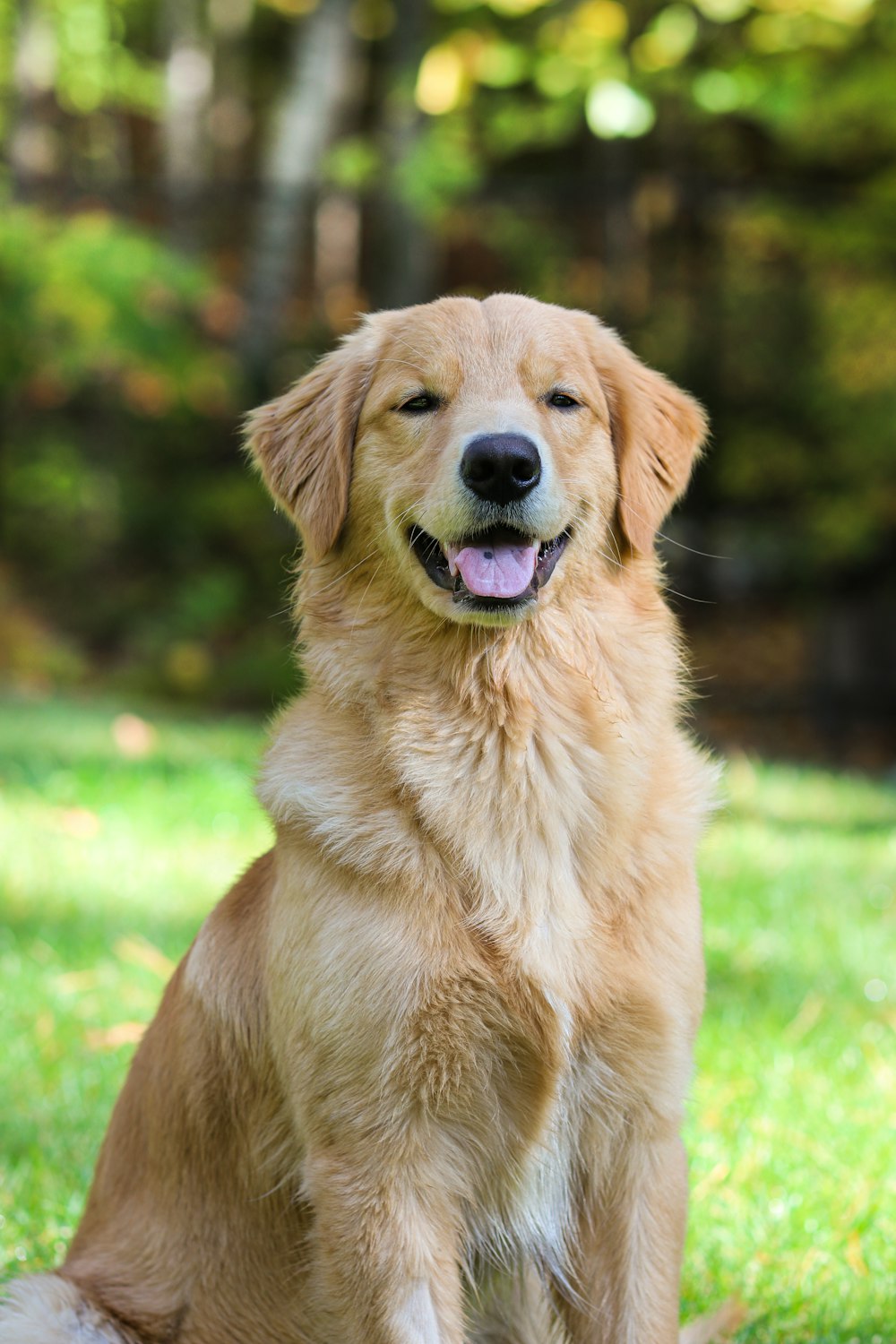 A happy golden retriever sitting on grass