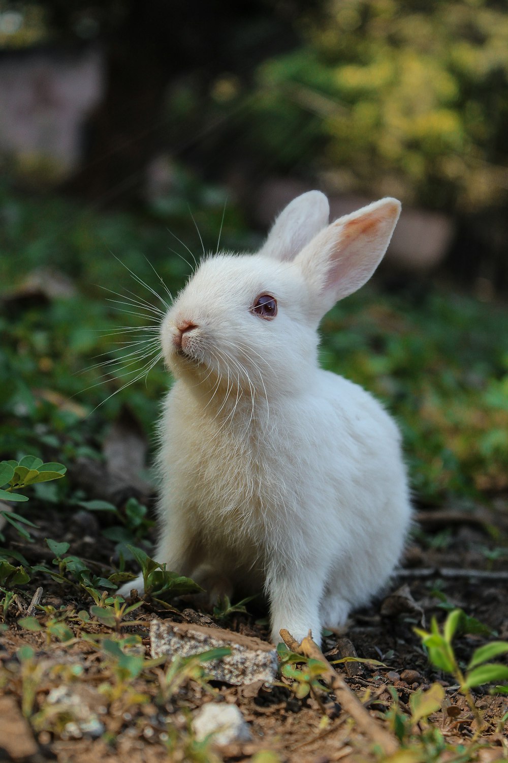 A white rabbit sitting in a garden